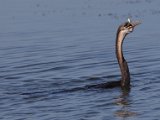 jan 085  African Darter with fish Slanghalsvoel met vangs : jan